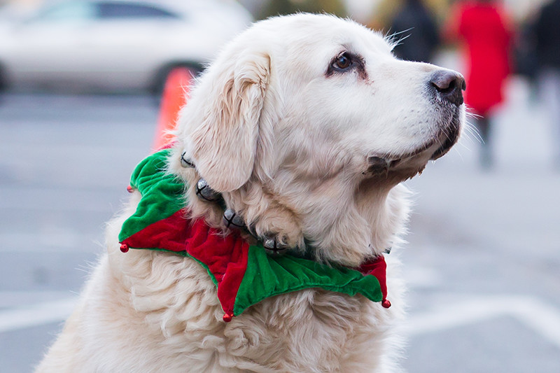 Yarmouth Port Christmas Stroll | Yarmouth, Cape Cod, MA | Yarmouth