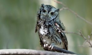 Screech Owl