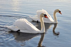 Mute Swan