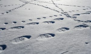 snowshoe footprints